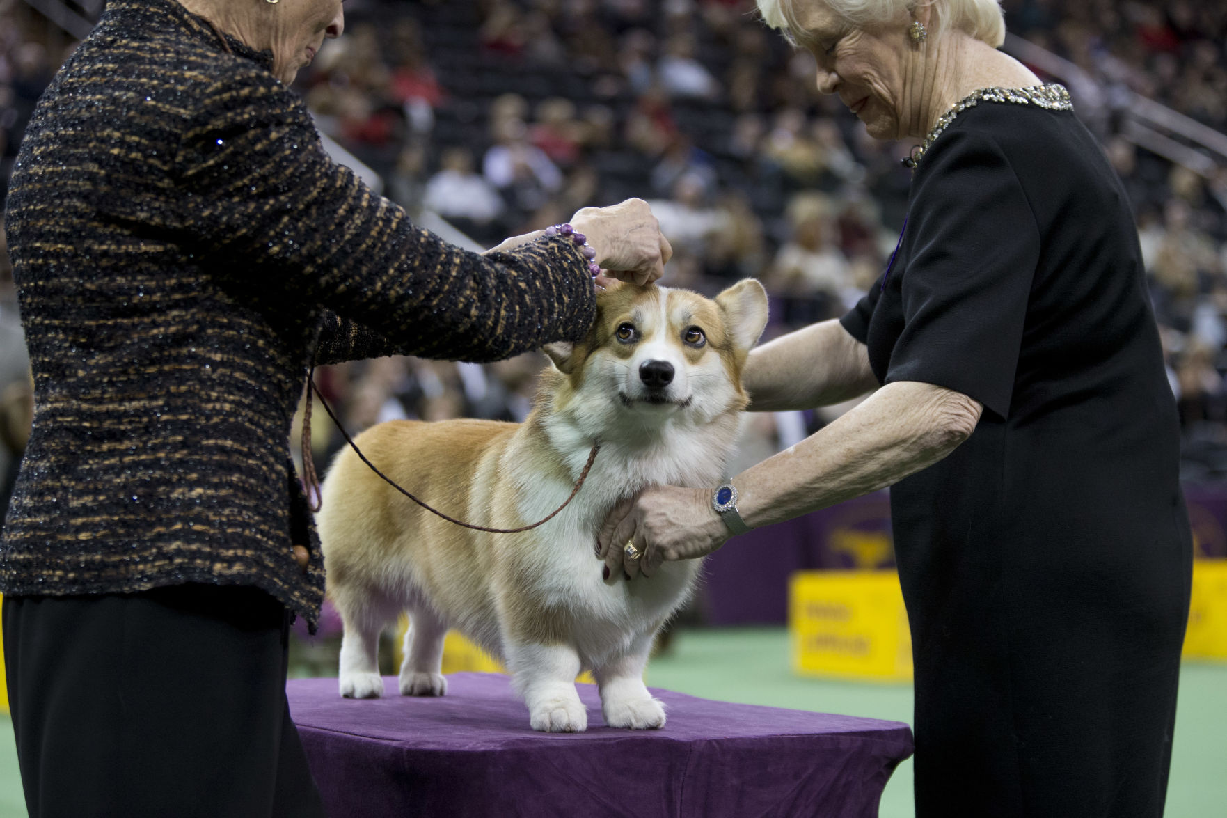10. Pembroke Welsh corgis
